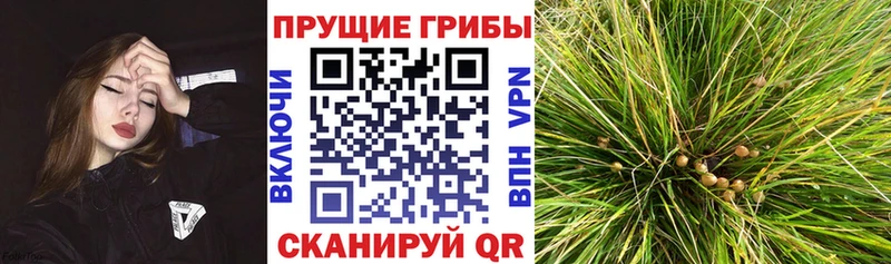 Псилоцибиновые грибы Cubensis  купить наркоту  omg сайт  Усмань 